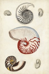 Seashore Field Notes I