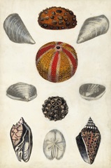 Seashore Field Notes II