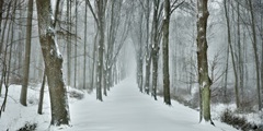 Snowy Road I