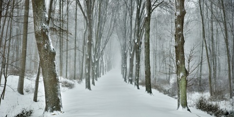 Snowy Road I