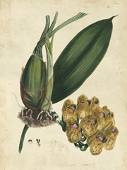 Sophisticated Orchid I