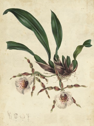 Sophisticated Orchid II