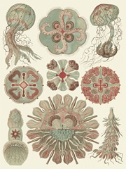 Sophisticated Sealife IV