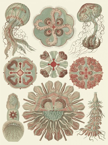 Sophisticated Sealife IV