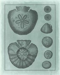 Spa Shell Collection VI