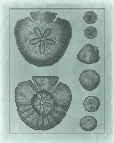 Spa Shell Collection VI