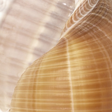 Organic Elements III