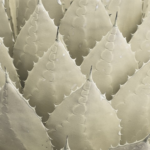 Organic Elements VII