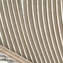 Organic Elements VIII