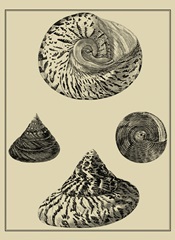 Shells on Khaki VIII