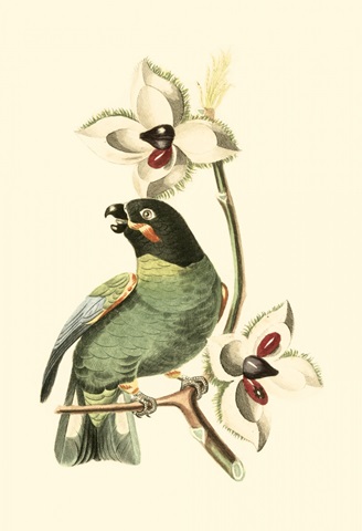 Cuvier Exotic Birds III