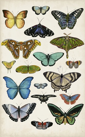 Butterfly Taxonomy I