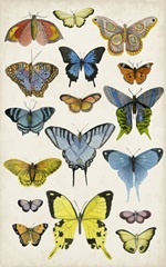 Butterfly Taxonomy II