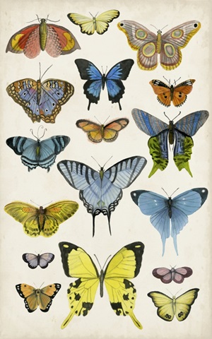 Butterfly Taxonomy II