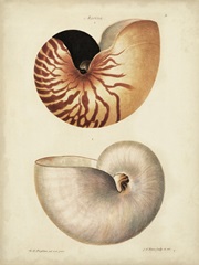 Antique Nautilus I