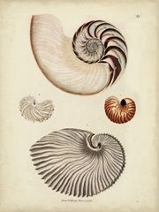 Antique Nautilus II
