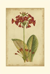 Curtis Blooms in Red I