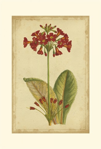 Curtis Blooms in Red I