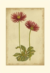 Curtis Blooms in Red II