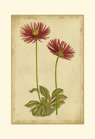 Curtis Blooms in Red II