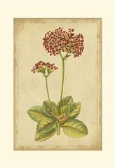 Curtis Blooms in Red III