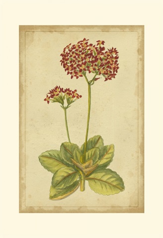 Curtis Blooms in Red III