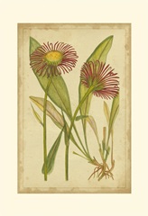 Curtis Blooms in Red IV