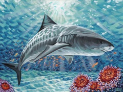 Custom Sealife Shark