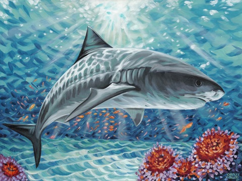 Custom Sealife Shark