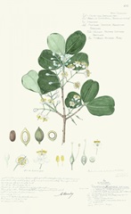 Delicate Descubes II