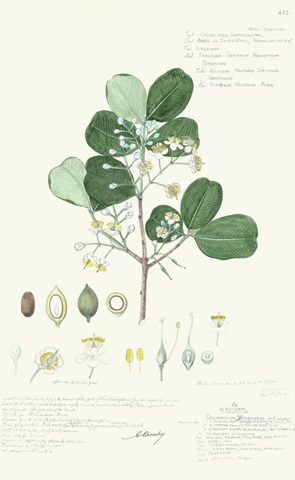 Delicate Descubes II