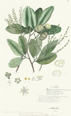 Delicate Descubes III