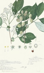 Delicate Descubes IV