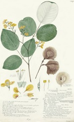 Descubes Foliage III