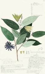 Descubes Foliage VII