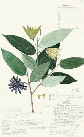 Descubes Foliage VII