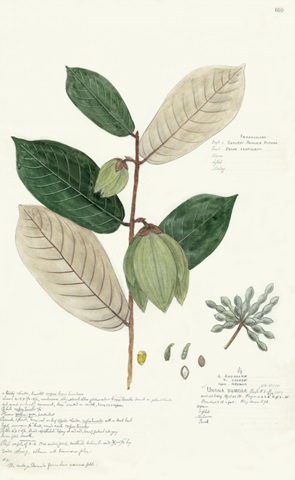 Descubes Foliage VIII