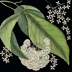 Graphic Botanical Mini I