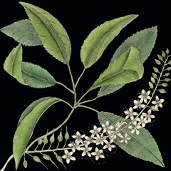 Graphic Botanical Mini III