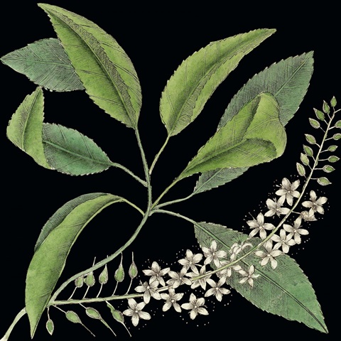 Graphic Botanical Mini III