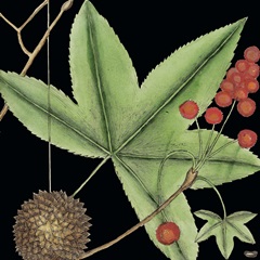 Graphic Botanical Mini IX