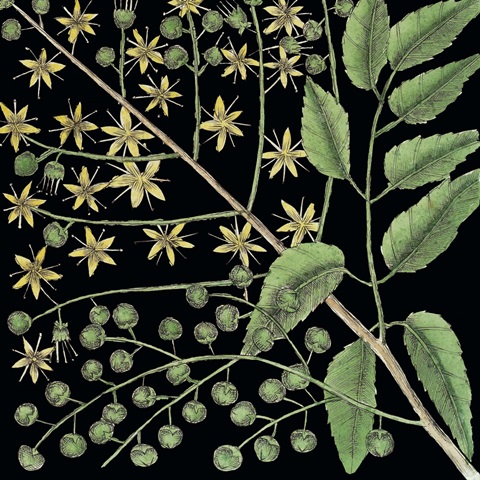 Graphic Botanical Mini VIII