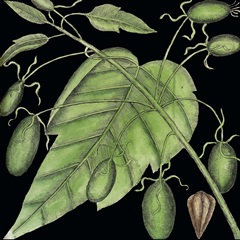 Graphic Botanical Mini XI