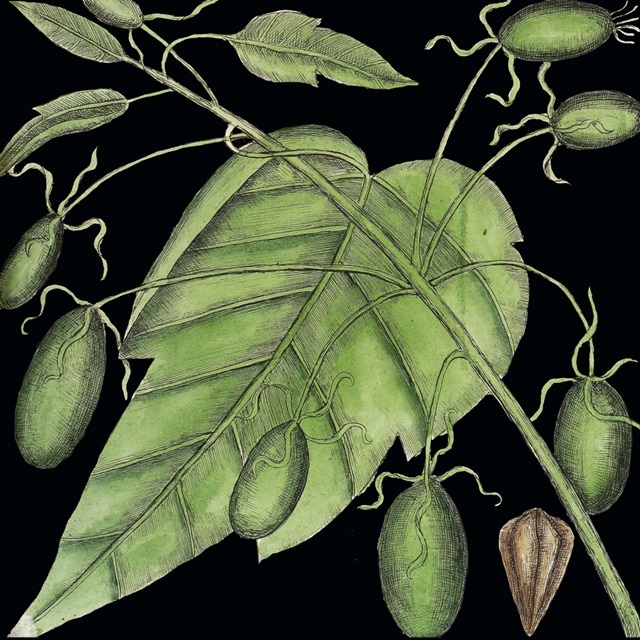Graphic Botanical Mini XI