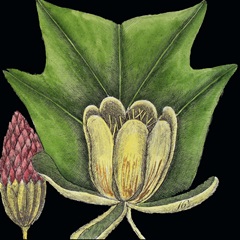 Graphic Botanical Mini XII