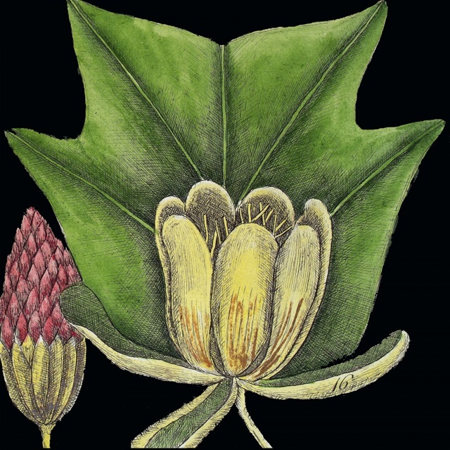 Graphic Botanical Mini XII