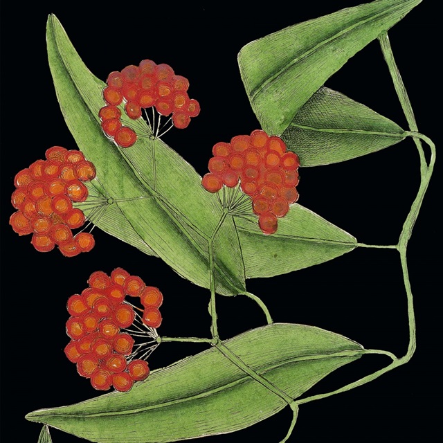 Graphic Botanical Mini XIV