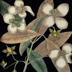 Graphic Botanical Mini XIX