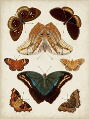 Butterflies Displayed II