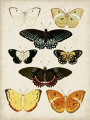 Butterflies Displayed III